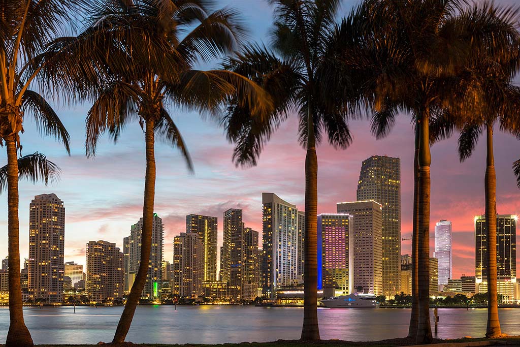 Miami Skyline and Palm Trees at Dusk